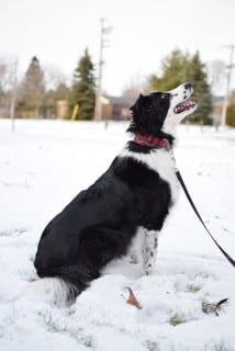 Levi the dog in the snow