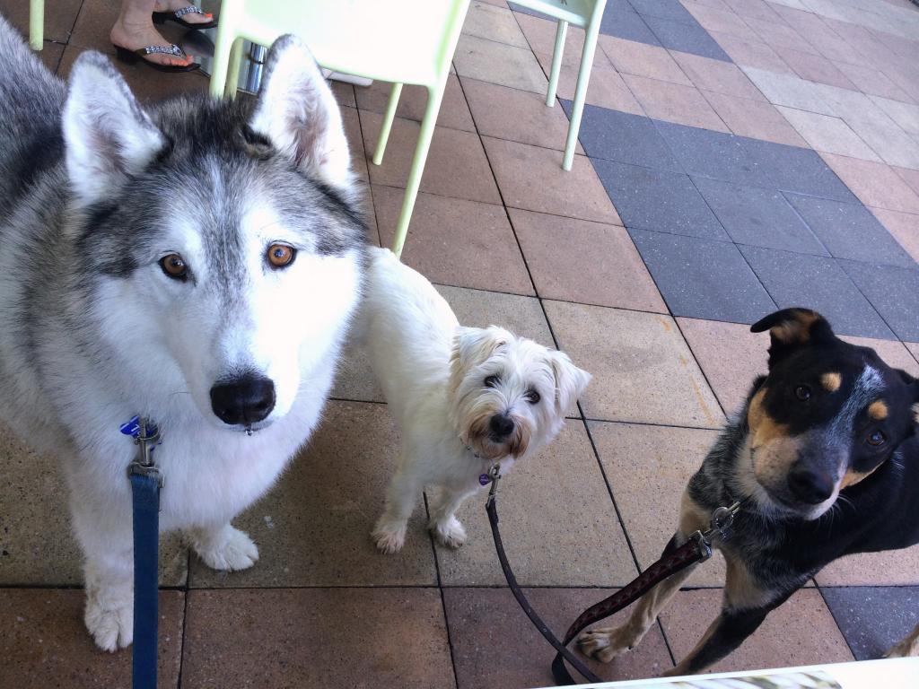 three dogs in australia