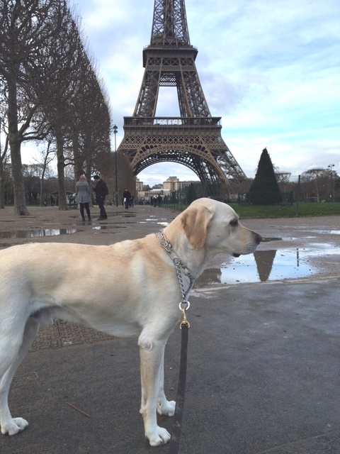 sammy the dog in paris