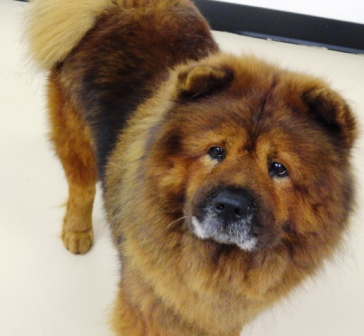 Peli the Chow Chow