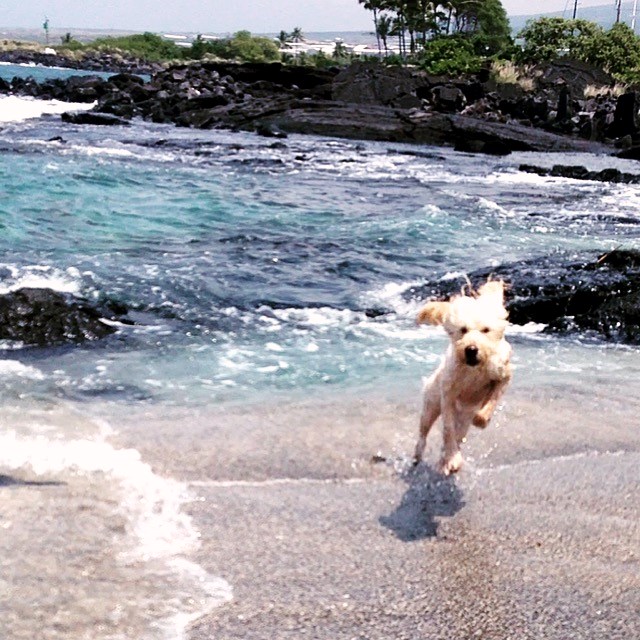 hawaii dog