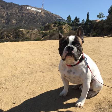Pierre in front of the Hollywood sign
