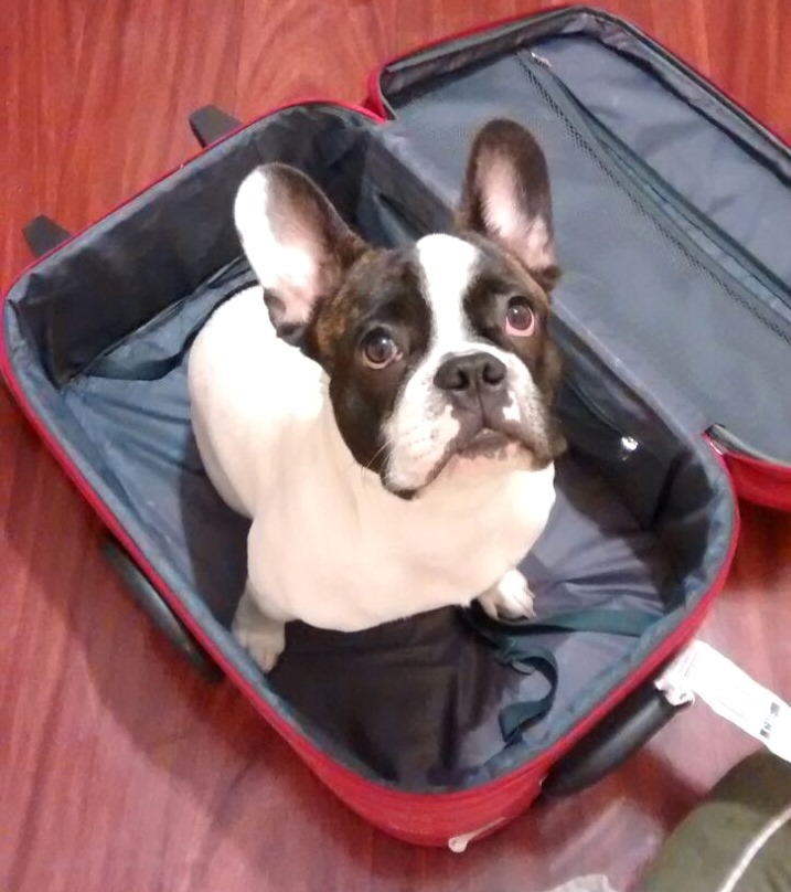 Pierre sitting in a suitcase
