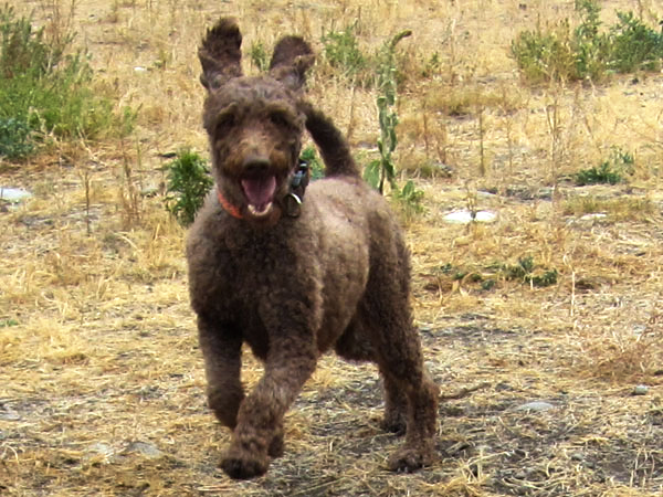poodle running