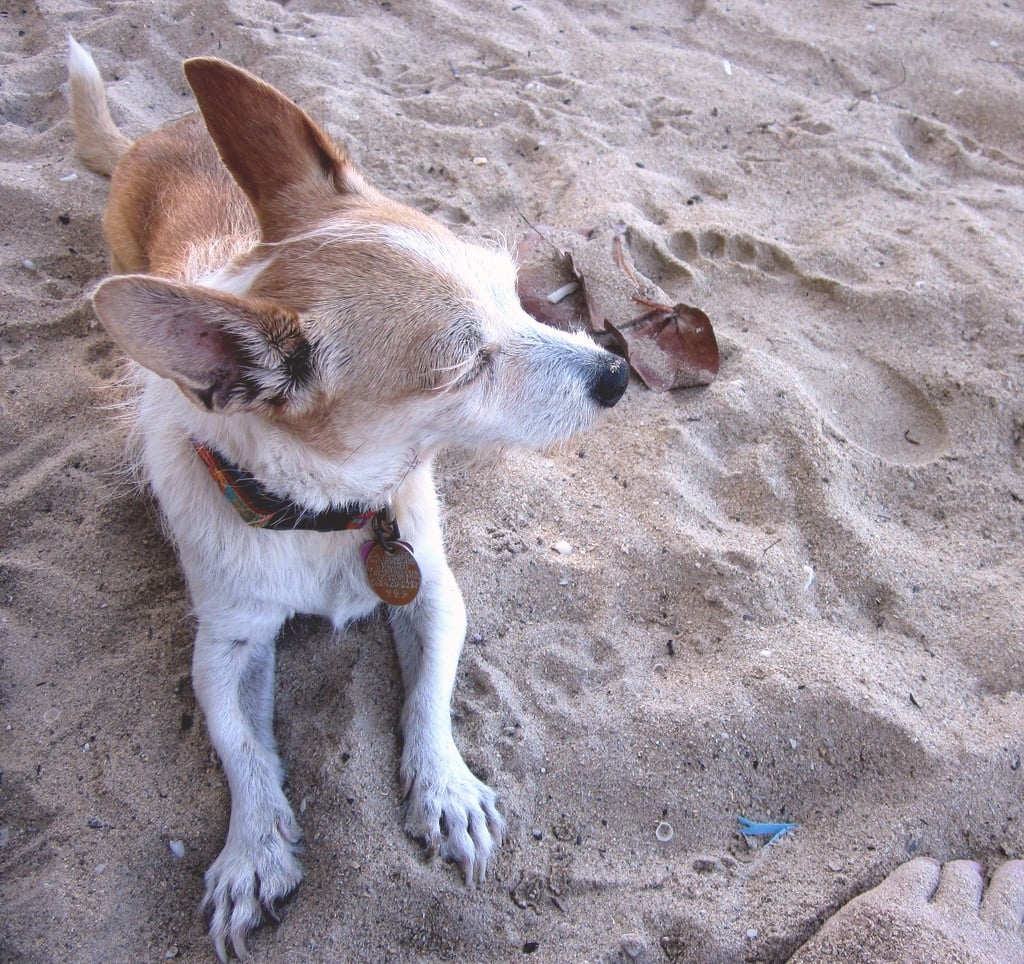 Puerto Rico Beach Dog