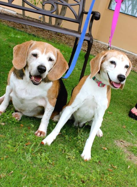 beagles shipped from US to Wales
