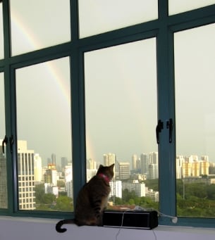 cat in singapore