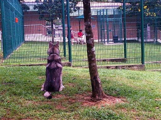 a dog in Sembawang Quarantine in Singapore 