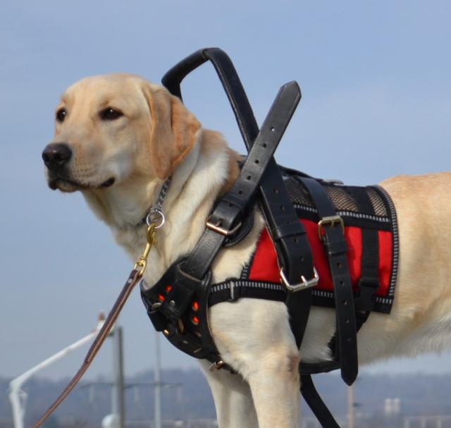 dog travel for service dogs