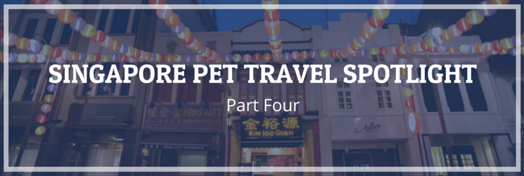 singapore pet travel spotlight part four