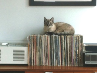 cat on records