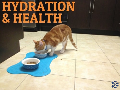 hydration and health