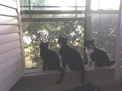 three cats travel to ireland