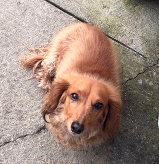 dachshund relocates to Ireland from Texas