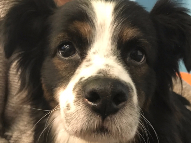 Sarah's second pet dog.