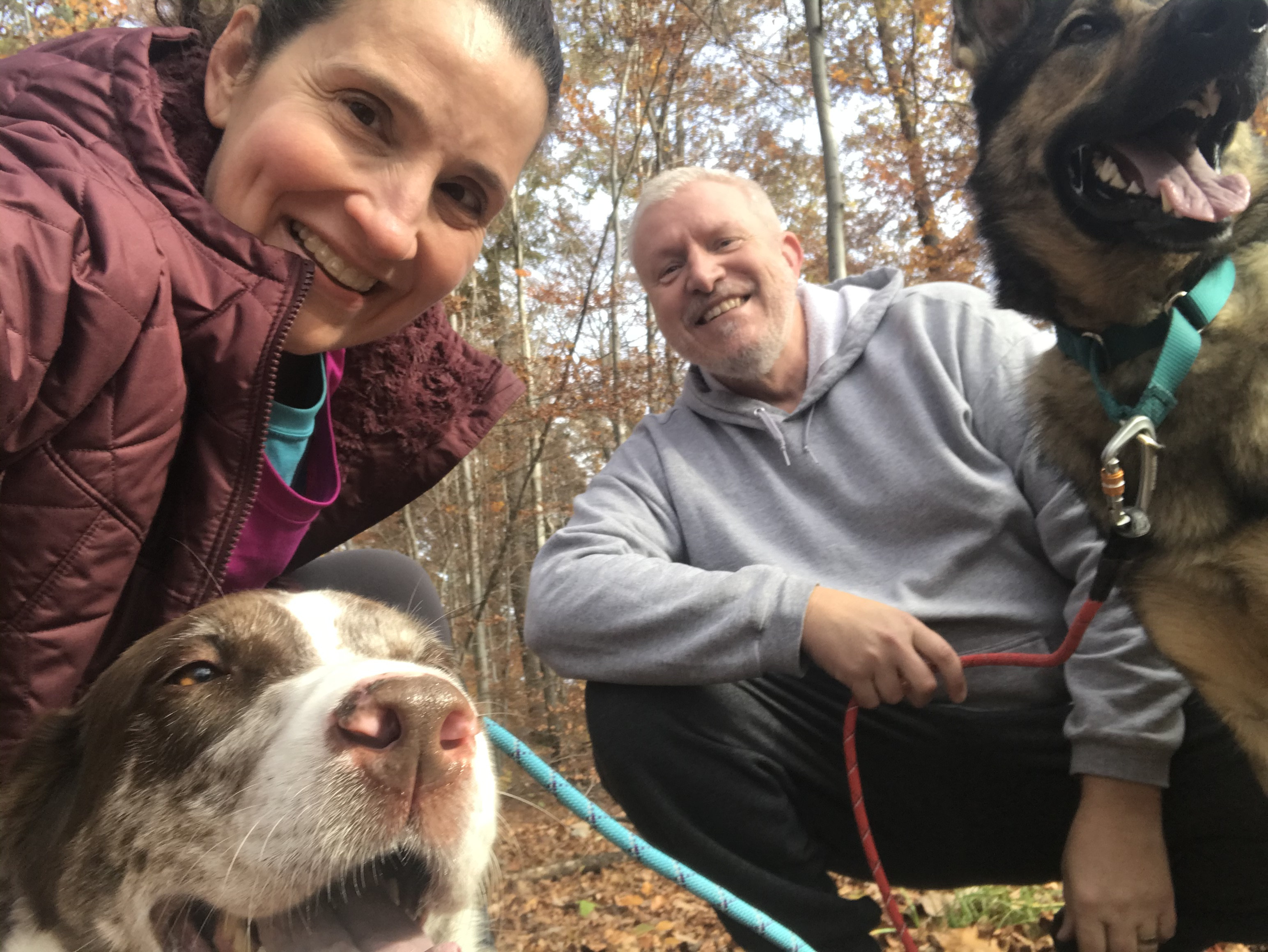 Two large dogs, Freya and Odin, reunited with their family in Germany