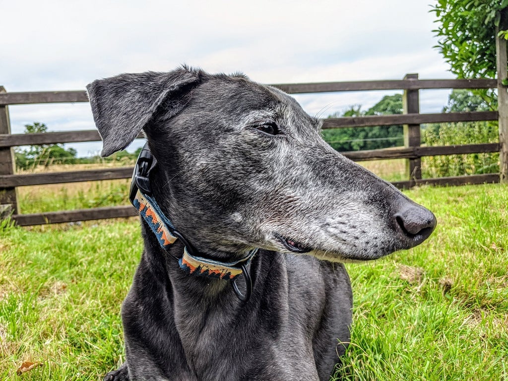 large dog moved to the UK
