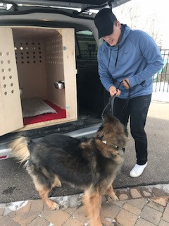 large dog Tyson traveled in a custom crate 