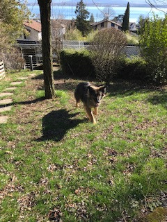 Tyson in his new home